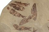 Fossil Fish (Gosiutichthys) Mortality Plate - Wyoming #212115-1